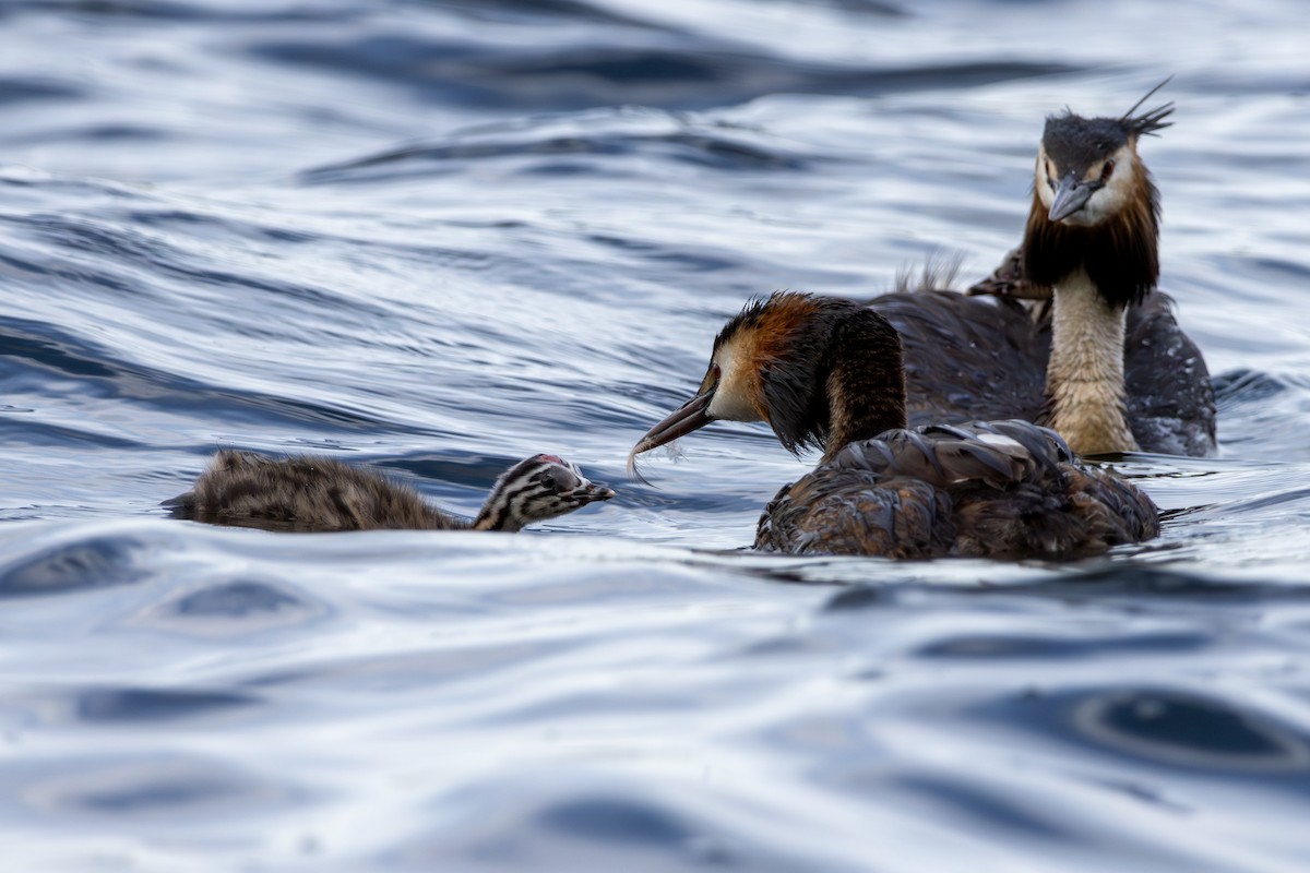 Haubentaucher - ML621596168