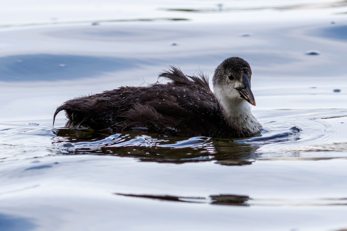 Blässhuhn - ML621596175