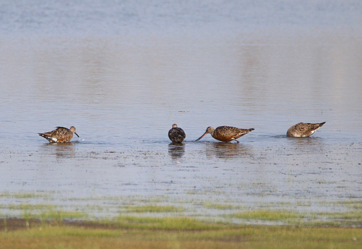 Hudsonian Godwit - ML621596182