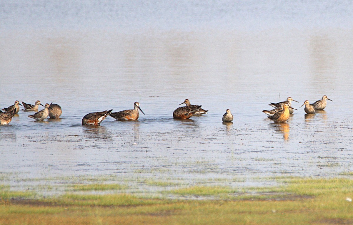 Hudsonian Godwit - ML621596183