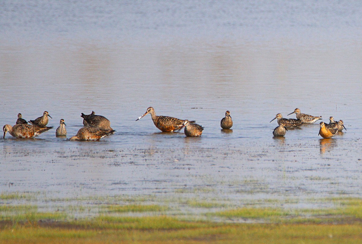 Hudsonian Godwit - ML621596185