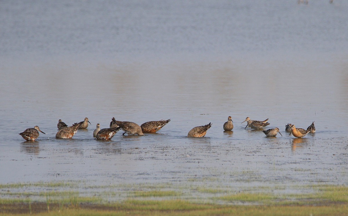 Hudsonian Godwit - ML621596186