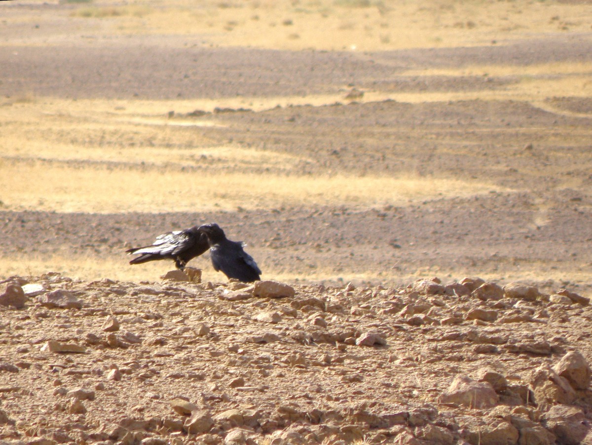 Common Raven - ML621596209
