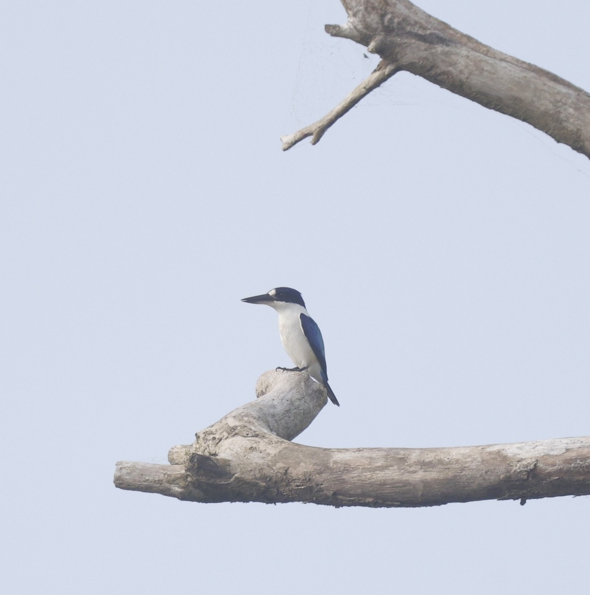 Forest Kingfisher - Cathy Pert