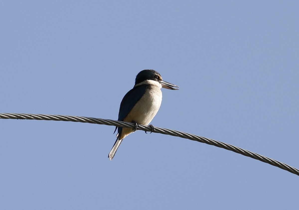 Forest Kingfisher - ML621596228