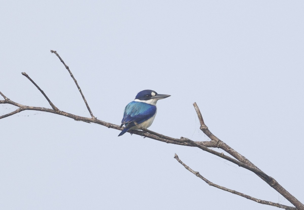 Forest Kingfisher - ML621596229