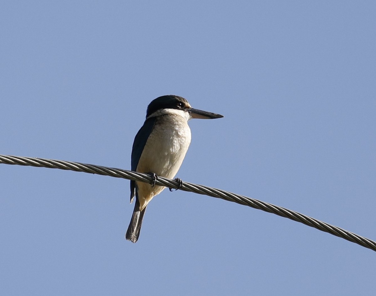 Forest Kingfisher - ML621596230
