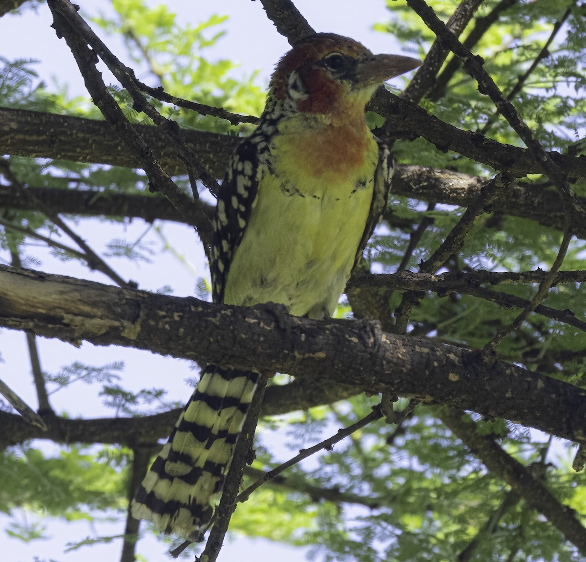 Red-and-yellow Barbet - ML621596276