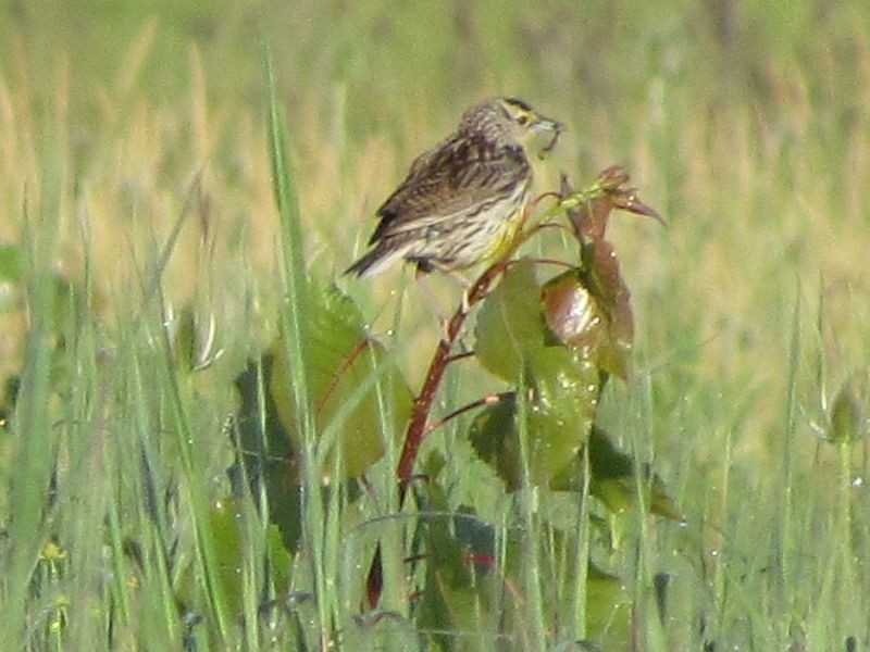 Eastern Meadowlark - Tracy The Birder
