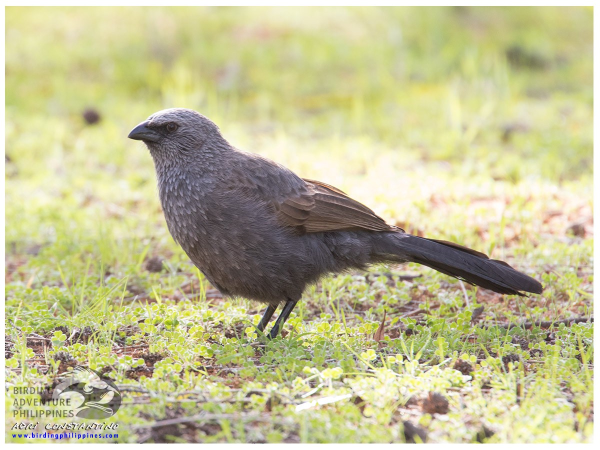 Apostlebird - ML621596374