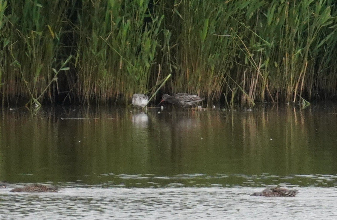 Spotted Redshank - ML621596391