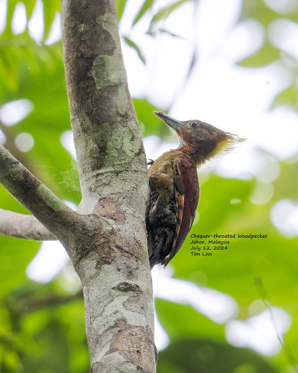 Checker-throated Woodpecker - ML621596419