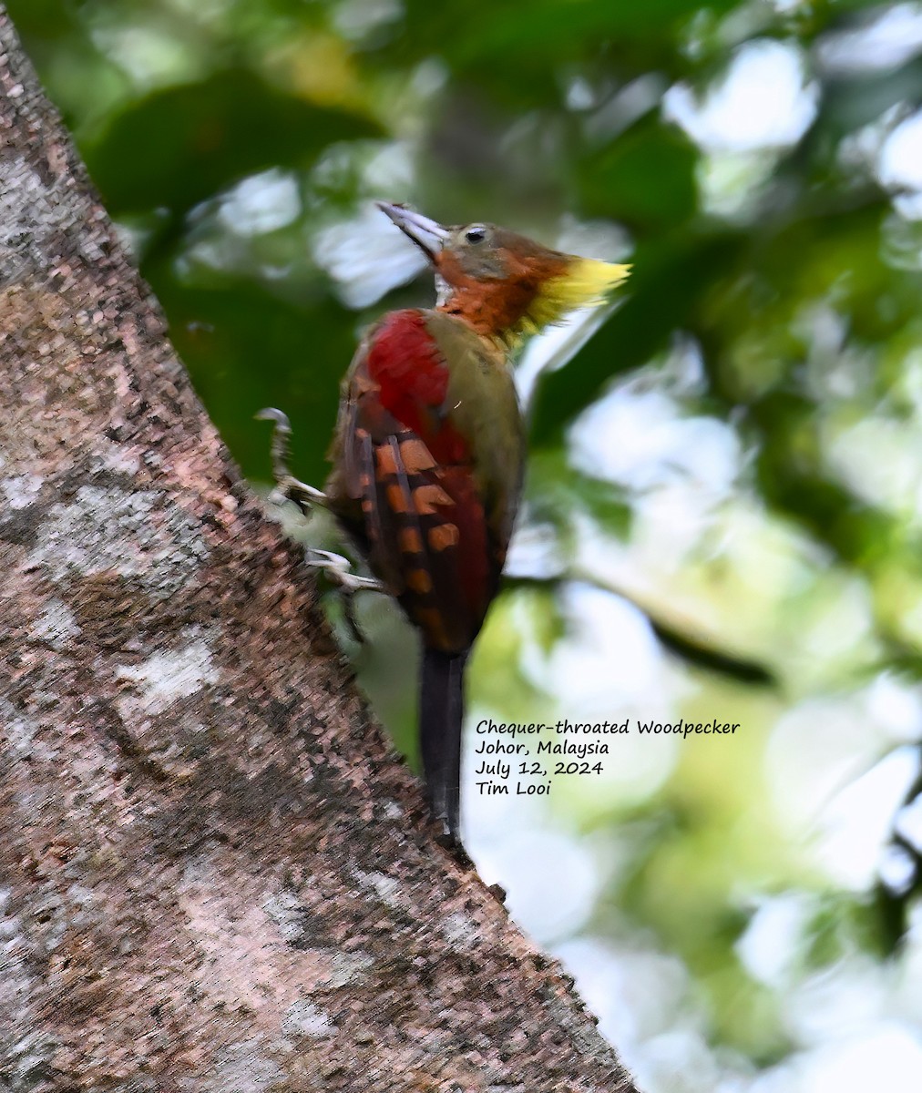 Checker-throated Woodpecker - ML621596420