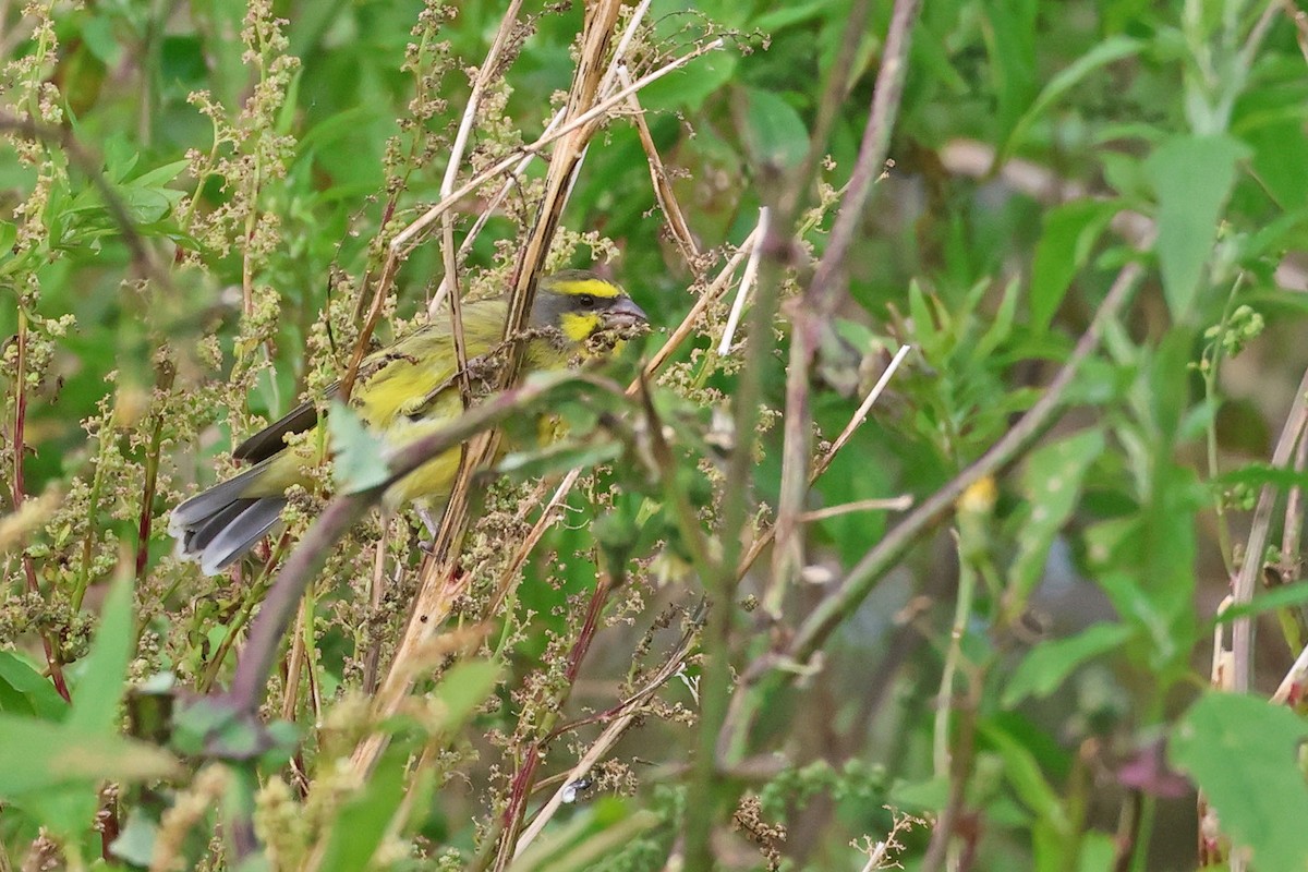 Yellow-fronted Canary - ML621596421