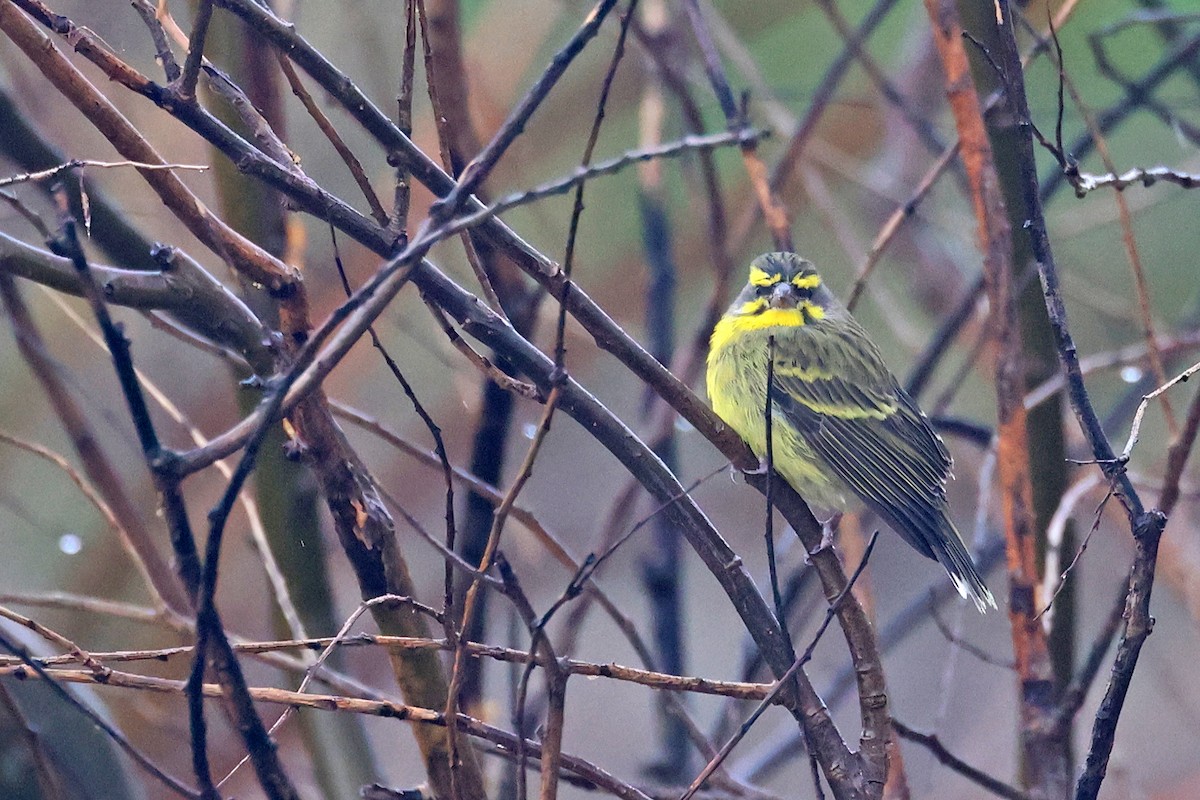 Yellow-fronted Canary - ML621596426