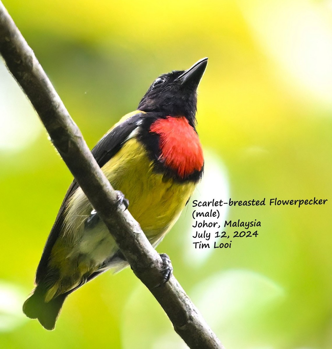Scarlet-breasted Flowerpecker - ML621596428