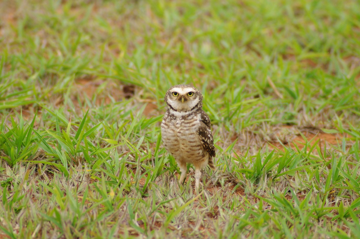 Burrowing Owl - ML621596441
