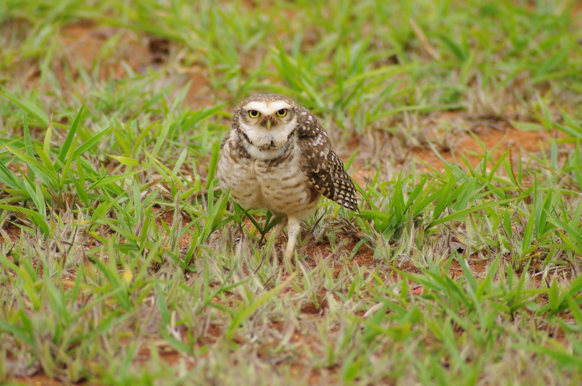 Burrowing Owl - ML621596442