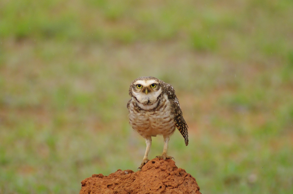 Burrowing Owl - ML621596445
