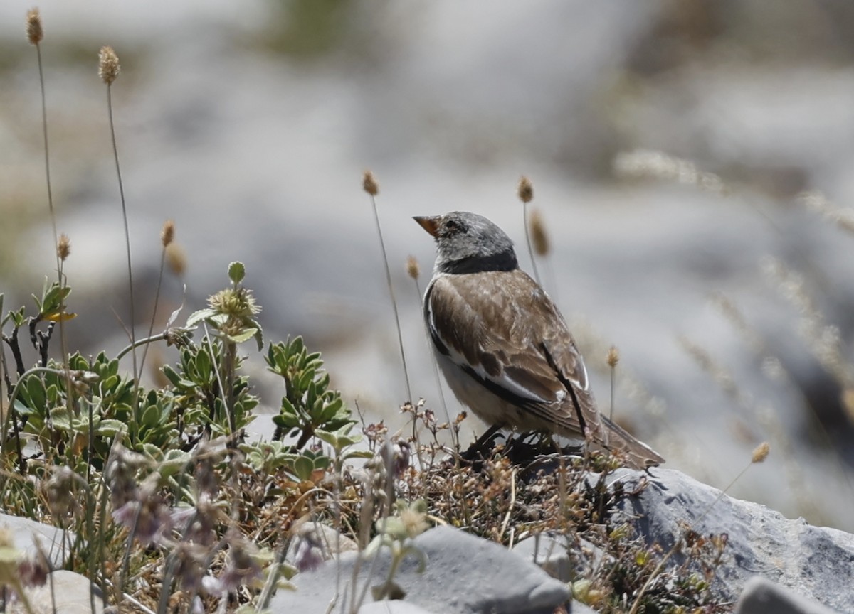 White-winged Snowfinch - ML621596498
