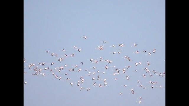 Greater Flamingo - ML621596506