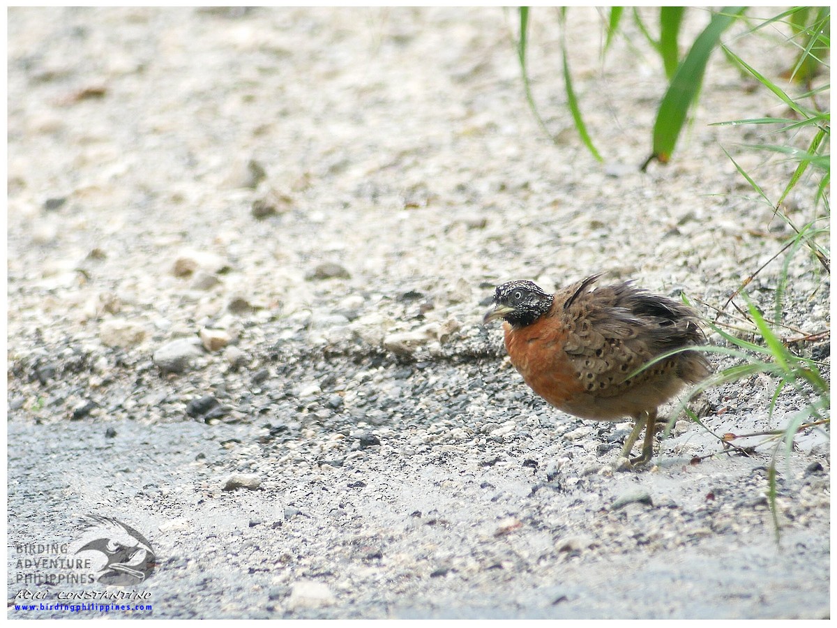 Spotted Buttonquail - ML621596623