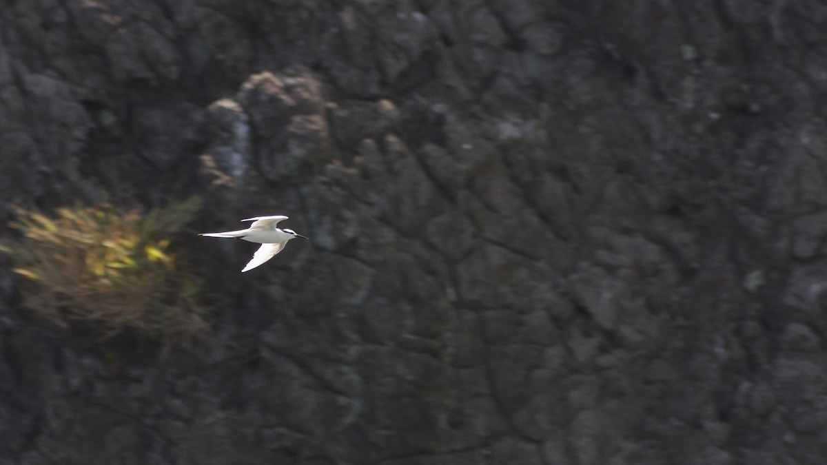 Black-naped Tern - ML621596639