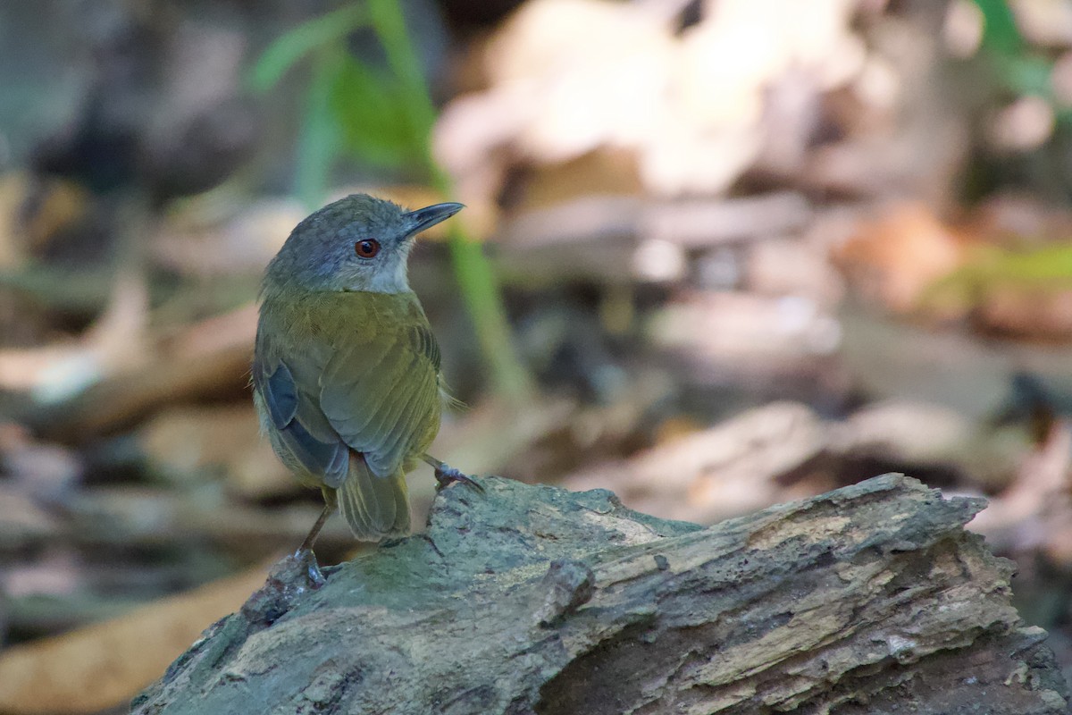 Horsfield's Babbler - ML621596647