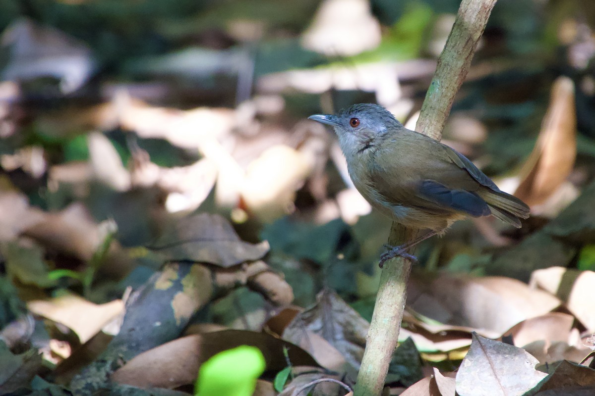 Horsfield's Babbler - ML621596648