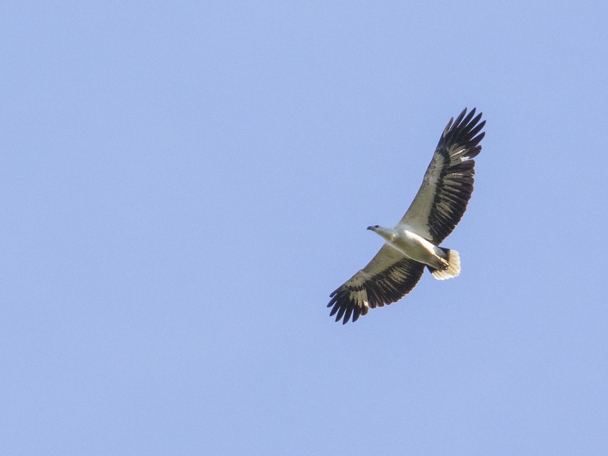 White-bellied Sea-Eagle - ML621596653
