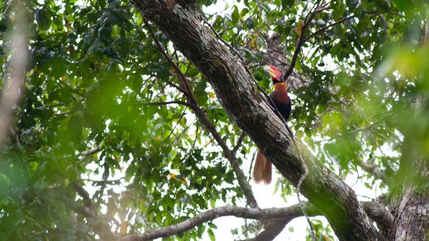 Rufous Hornbill - ML621596684