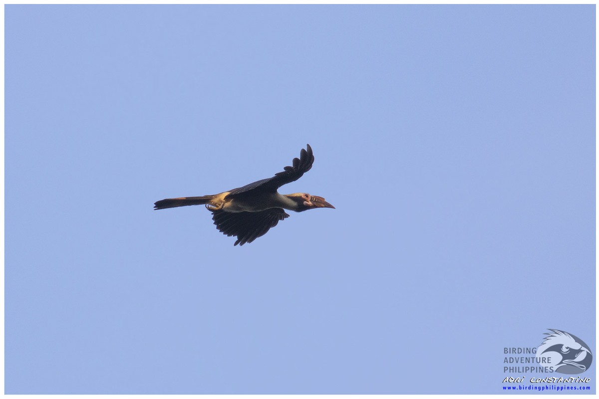 Luzon Hornbill - ML621596699