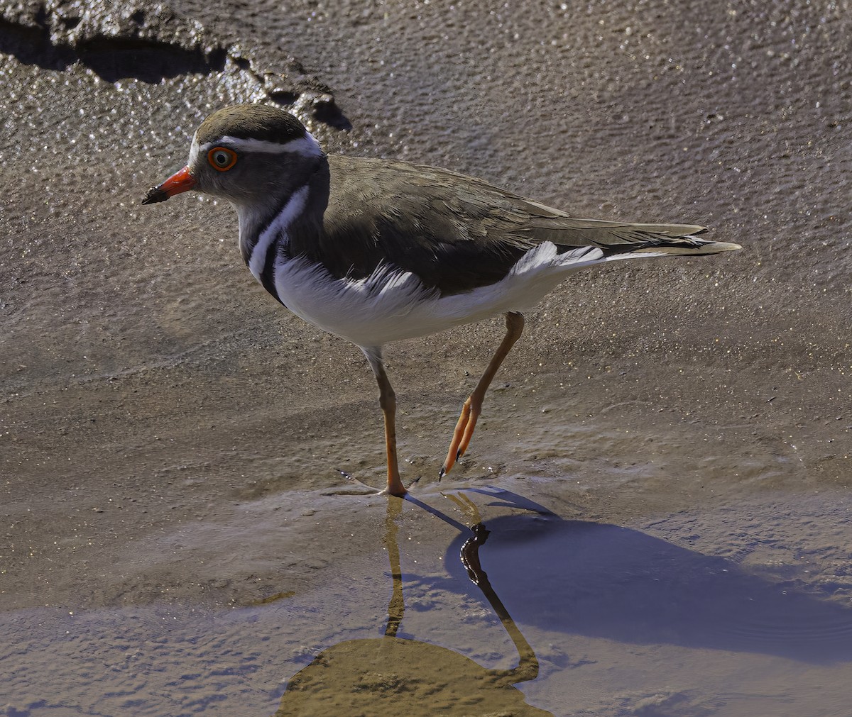 Three-banded Plover - ML621596730