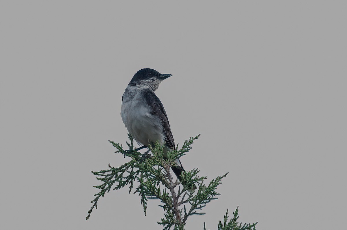 Eastern Kingbird - ML621596762