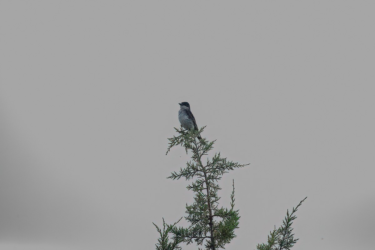 Eastern Kingbird - ML621596763