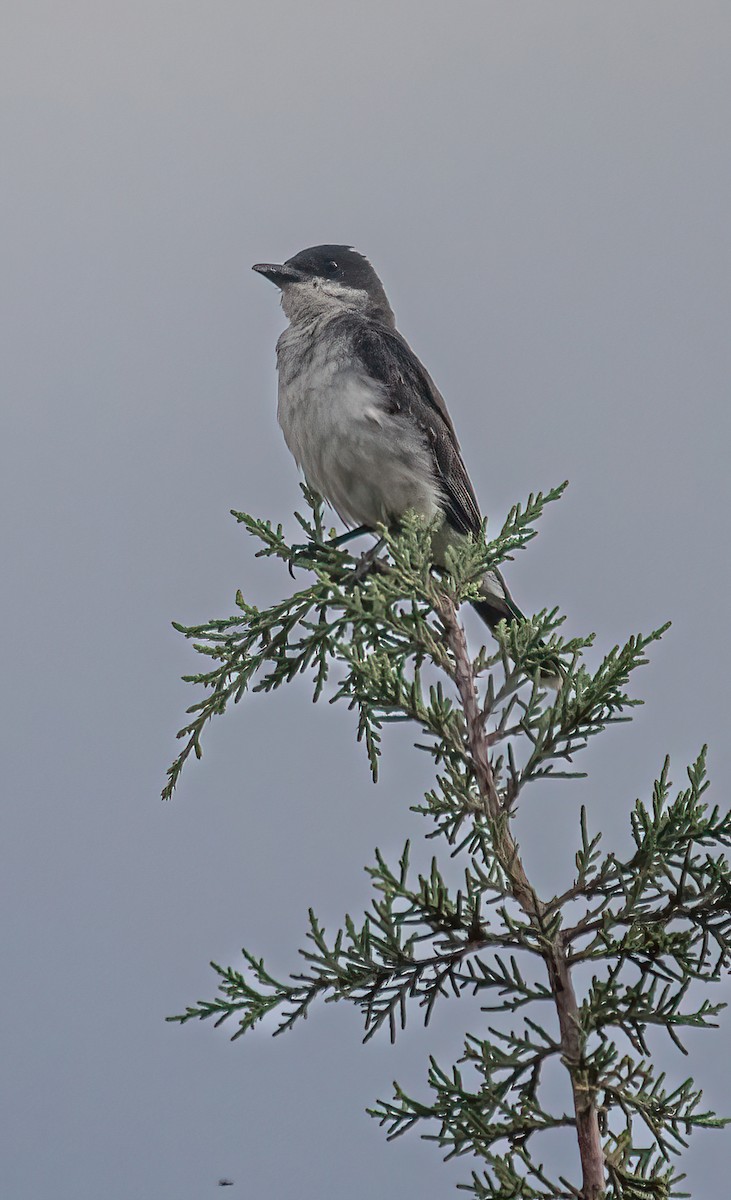 Eastern Kingbird - Chuck Gates