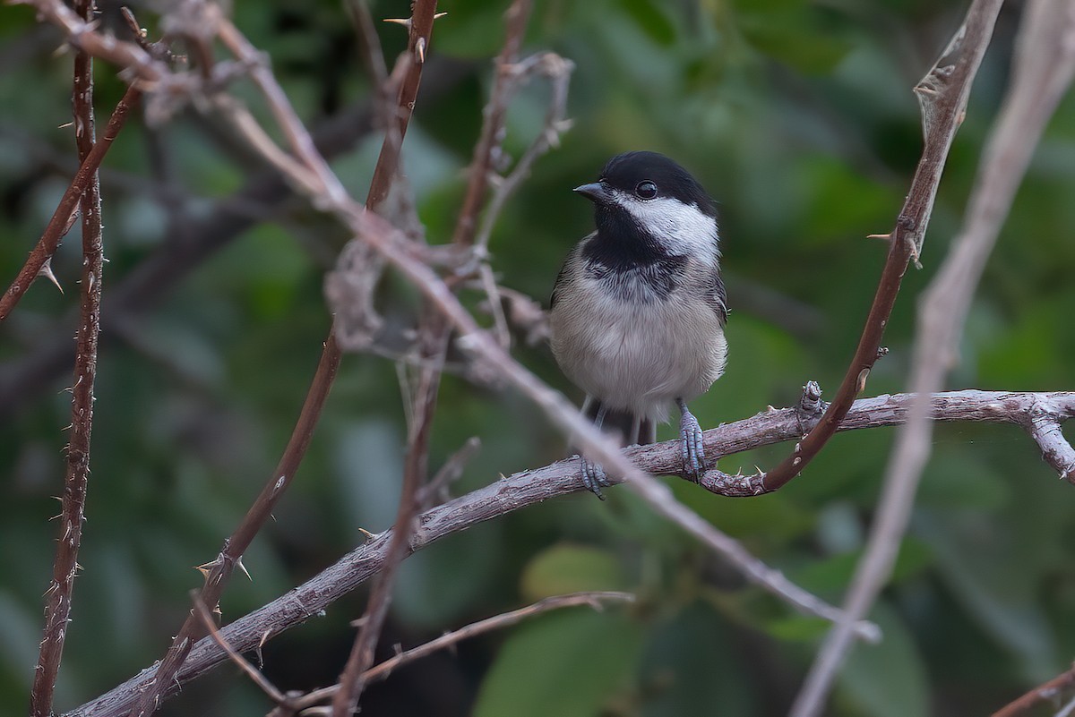 Black-capped Chickadee - ML621596787