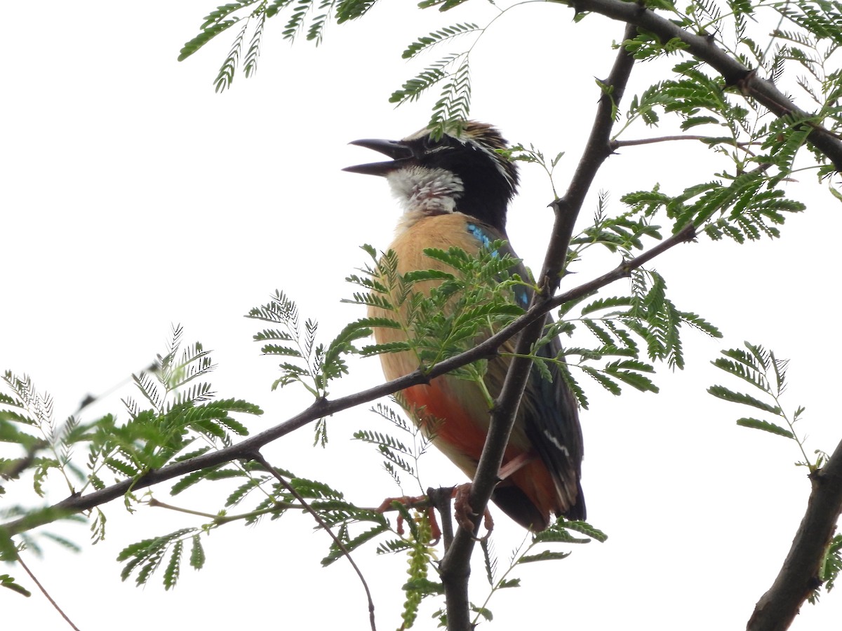 Indian Pitta - ML621596791