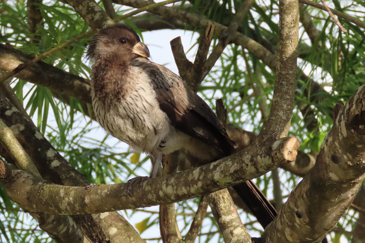 Western Plantain-eater - ML621596796