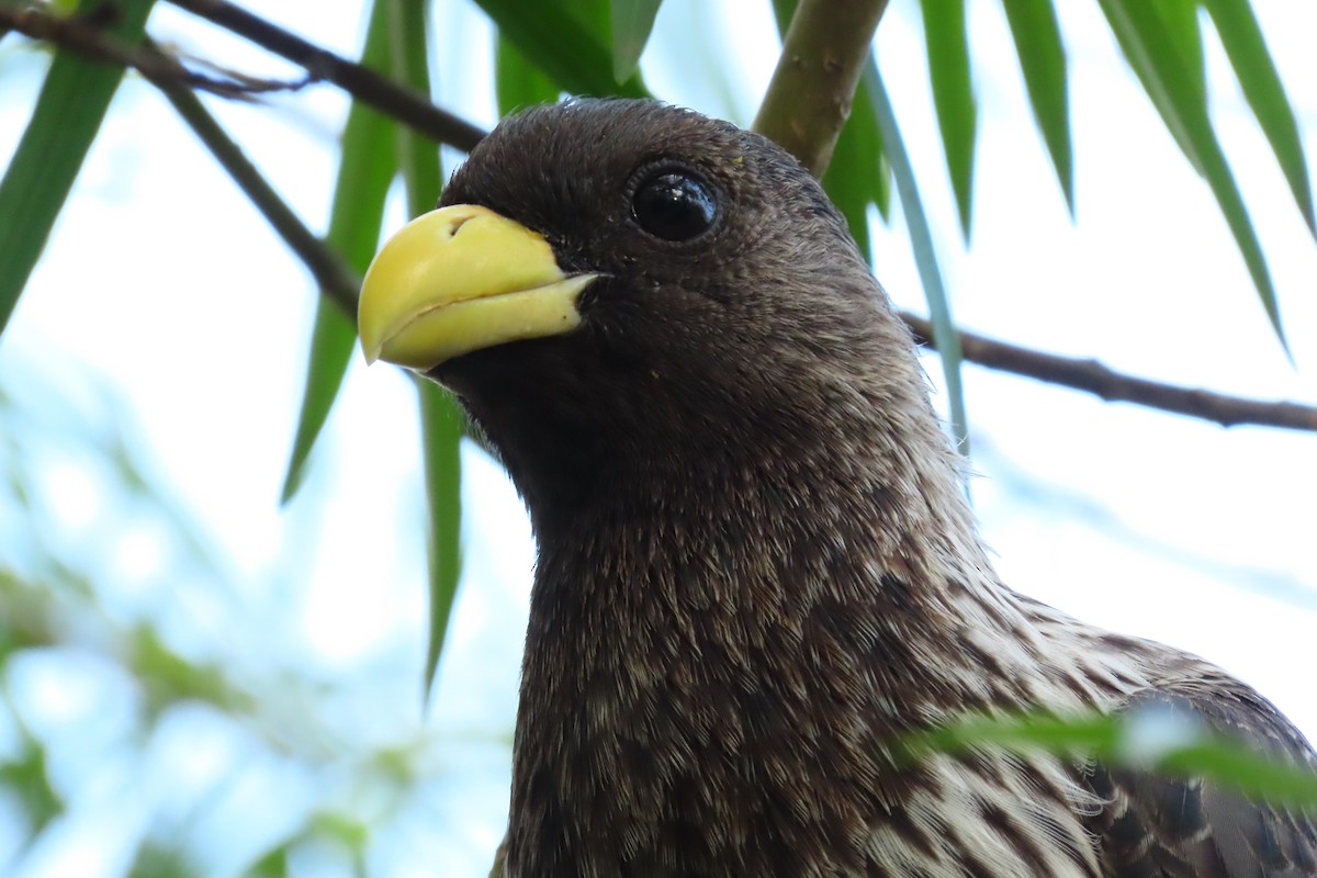 Western Plantain-eater - ML621596797