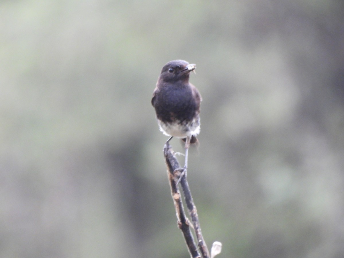 Pied Bushchat - ML621596800