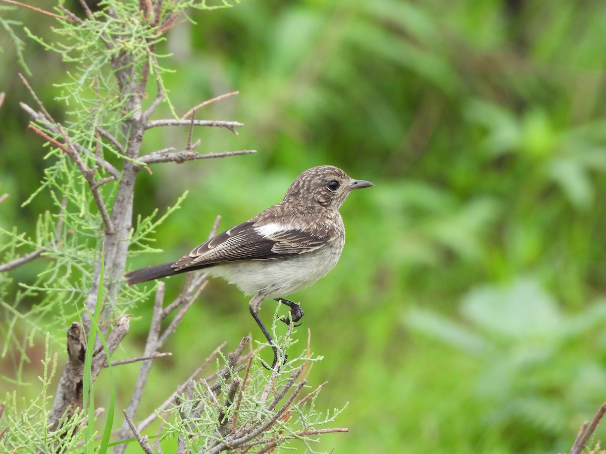 Pied Bushchat - ML621596810