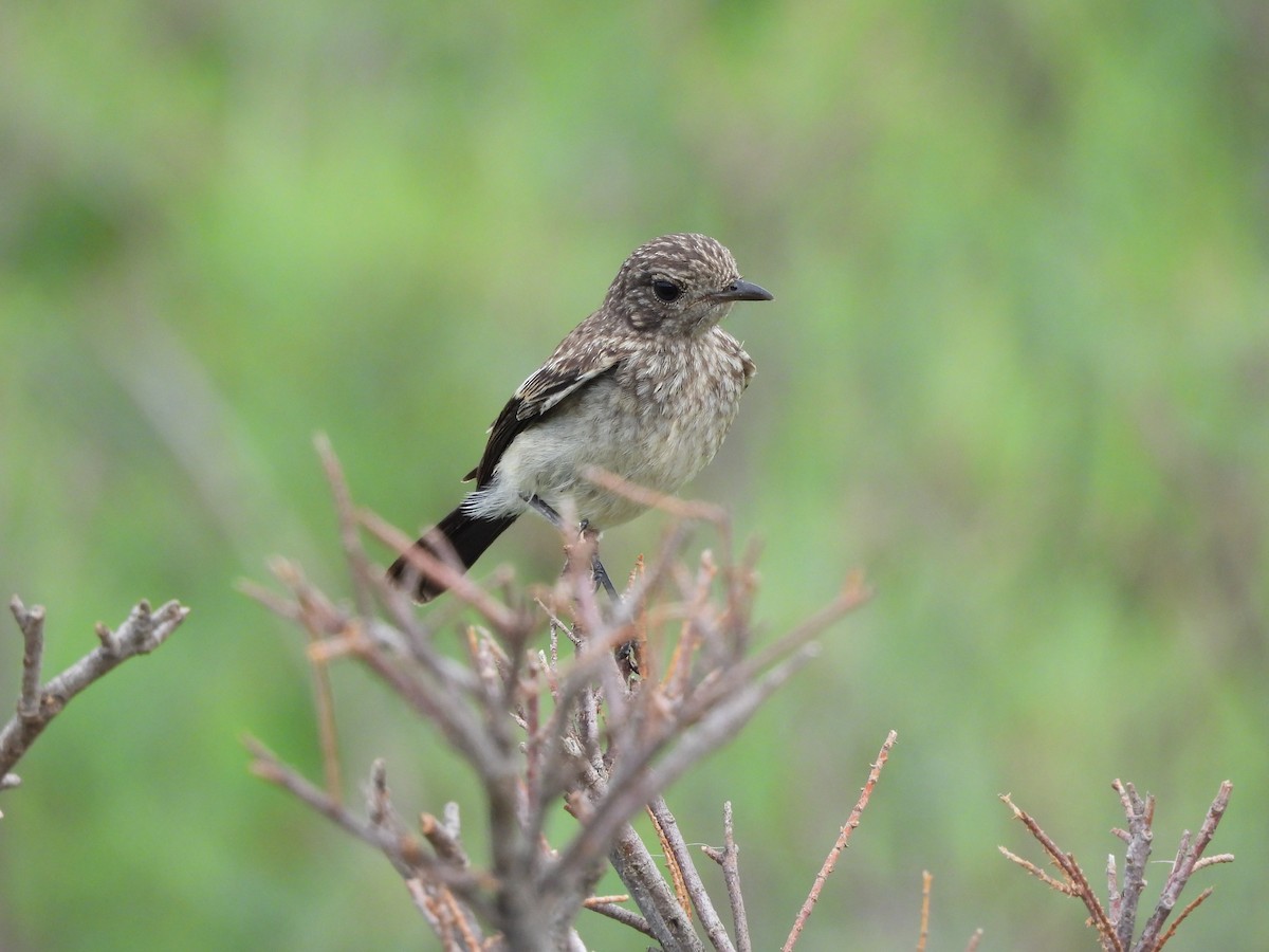 Pied Bushchat - ML621596811