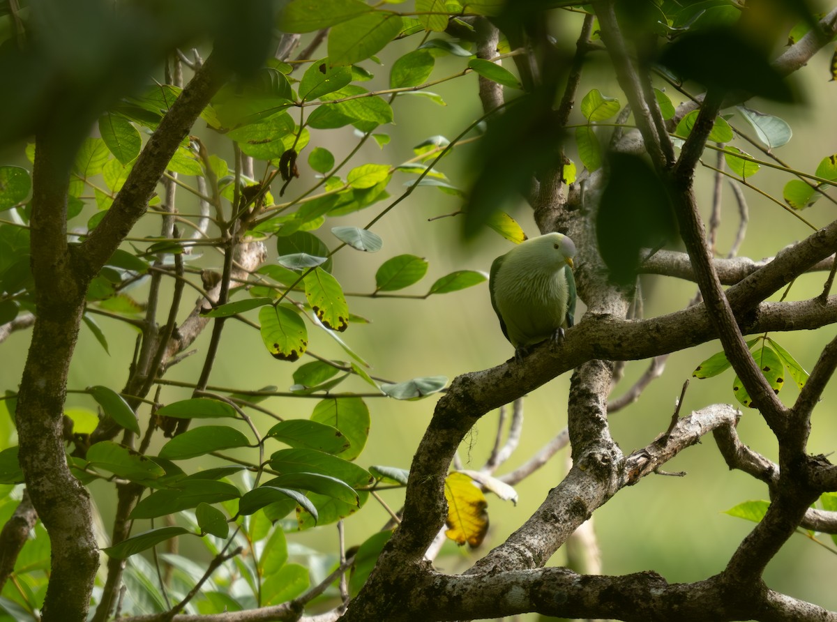 Gray-green Fruit-Dove - ML621596895