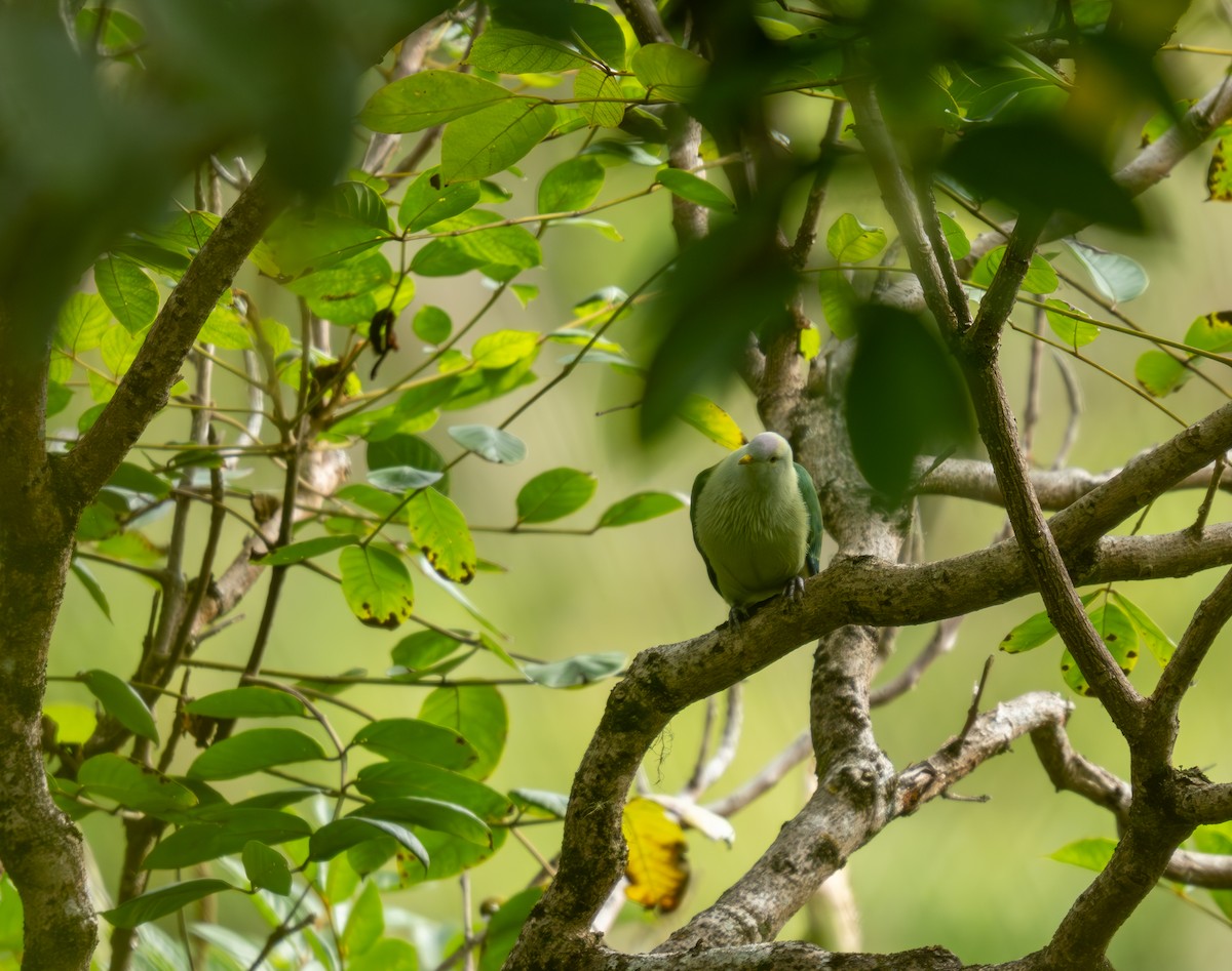 Gray-green Fruit-Dove - ML621596896