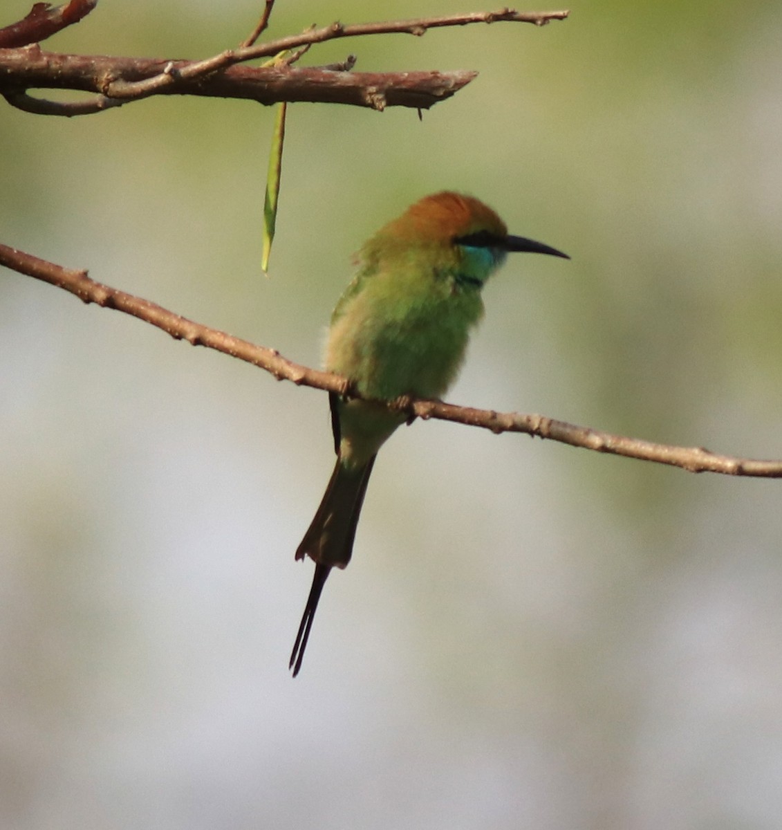 Asian Green Bee-eater - ML621596903