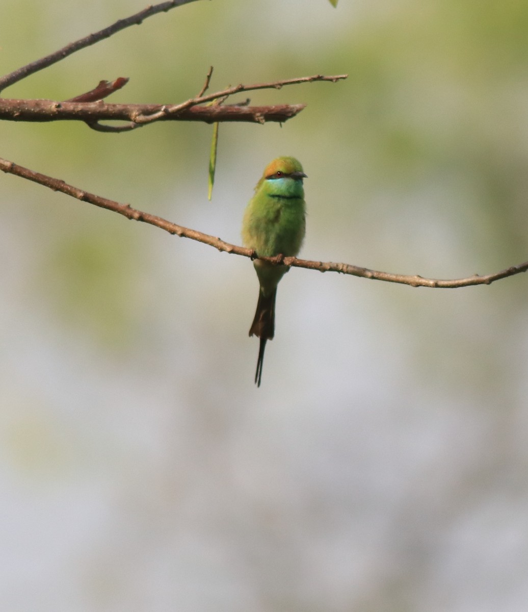 Asian Green Bee-eater - ML621596904