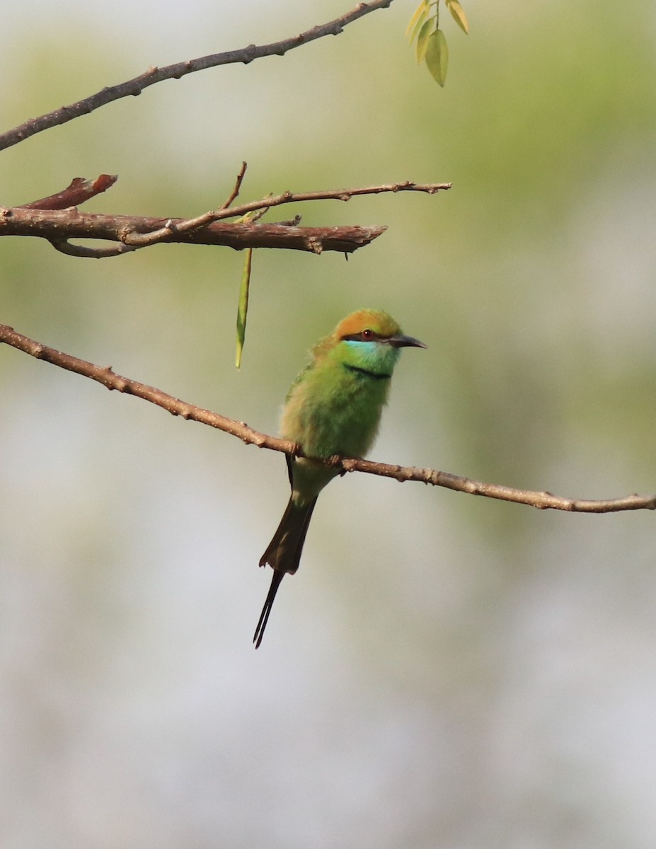 Asian Green Bee-eater - ML621596906