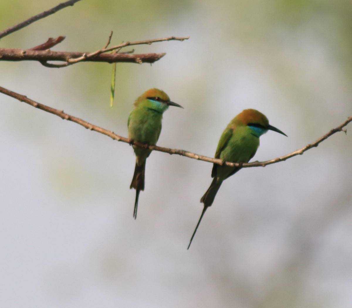 Asian Green Bee-eater - ML621596908