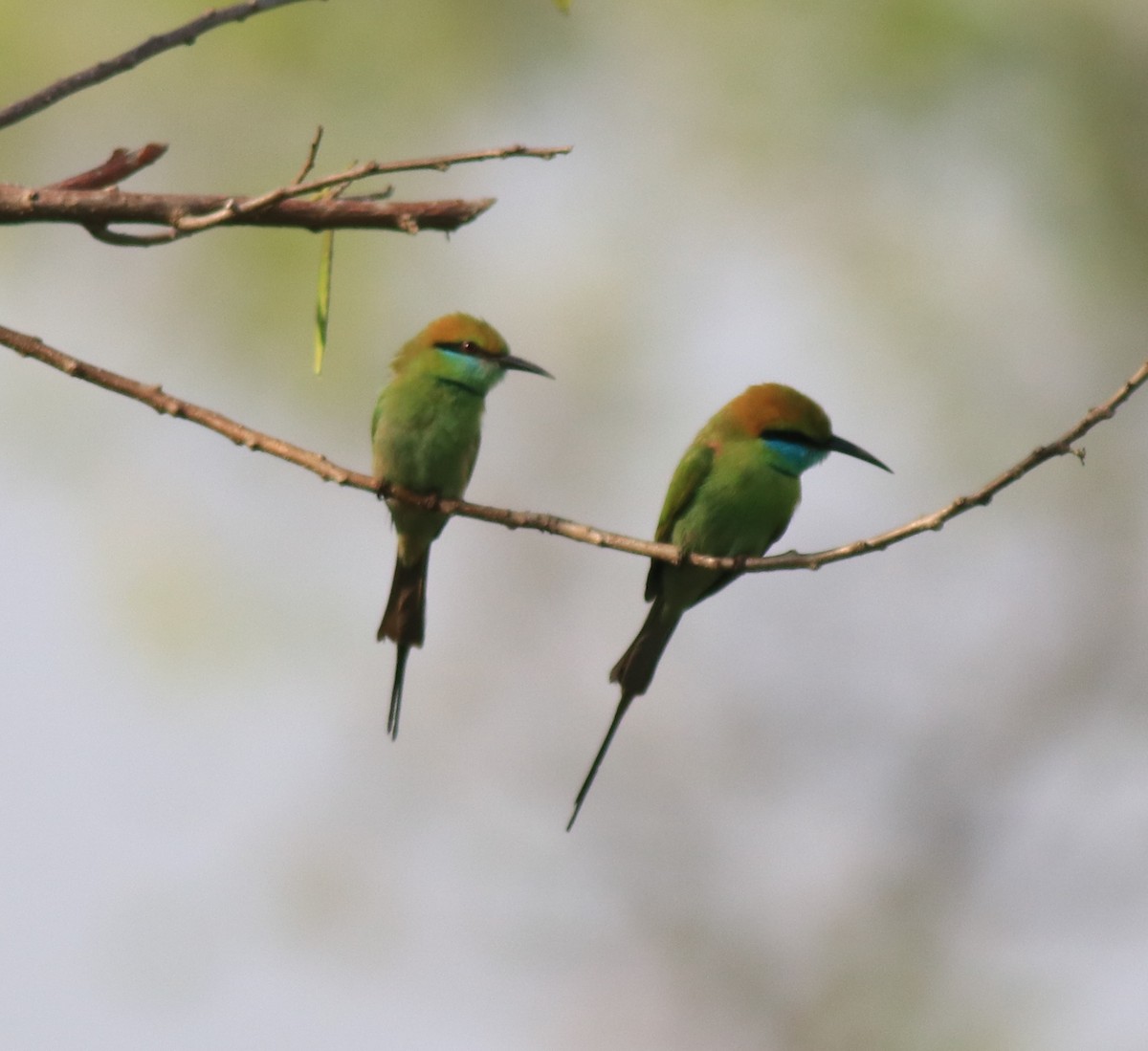 Asian Green Bee-eater - ML621596909